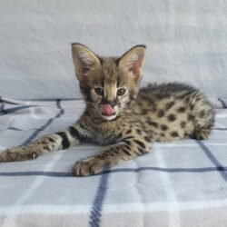 Sounds - Male F1 Savannah kitten