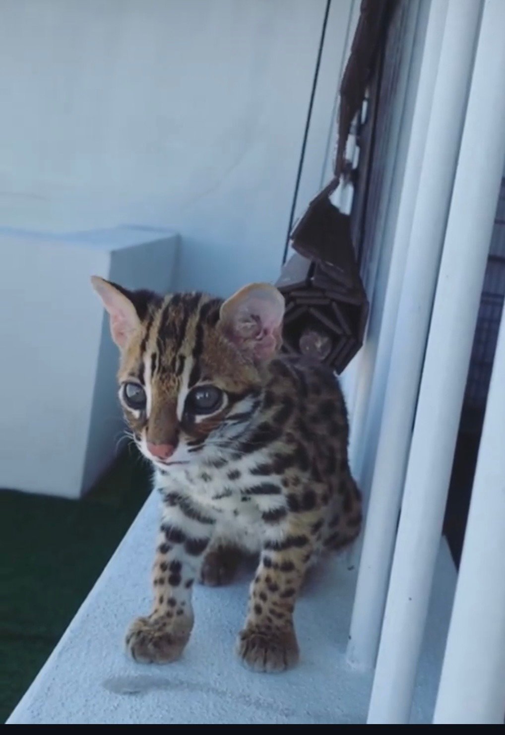 Kansas - Male Ocelot kitten
