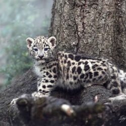 Linz - Female Snow Leopard