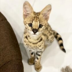 Teddy - Male Serval Kitten