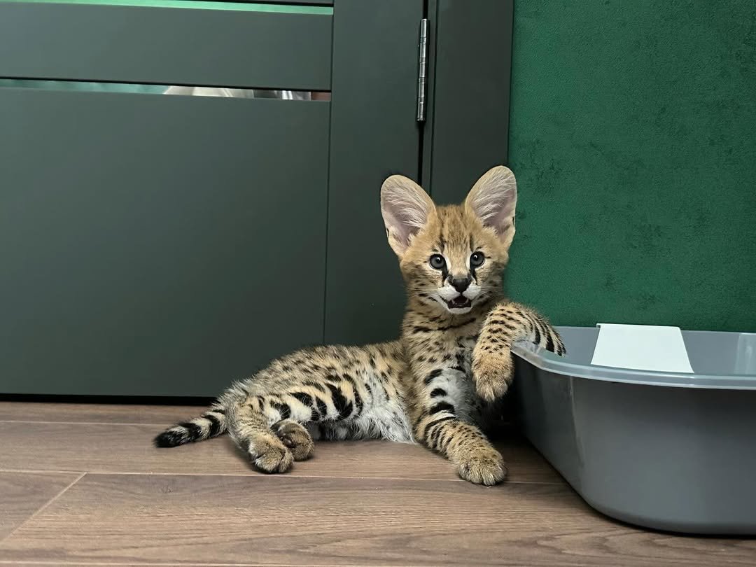 Eli - Female Serval kitten