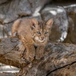 Grace - Female Bobcat