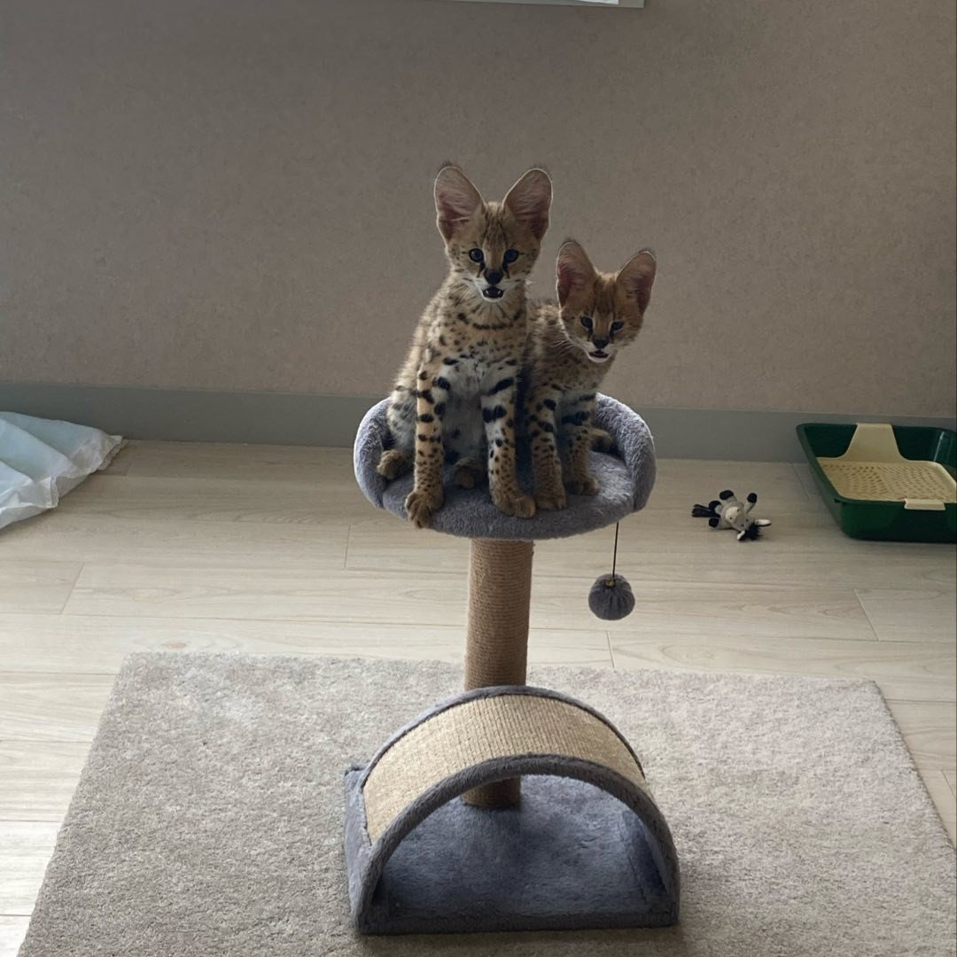 Two serval boys for adoption