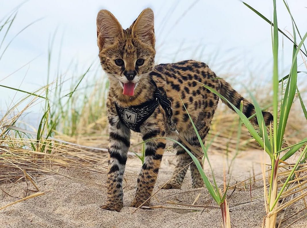 Blake - Male Serval