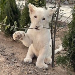 Moski - Male Lion Cub