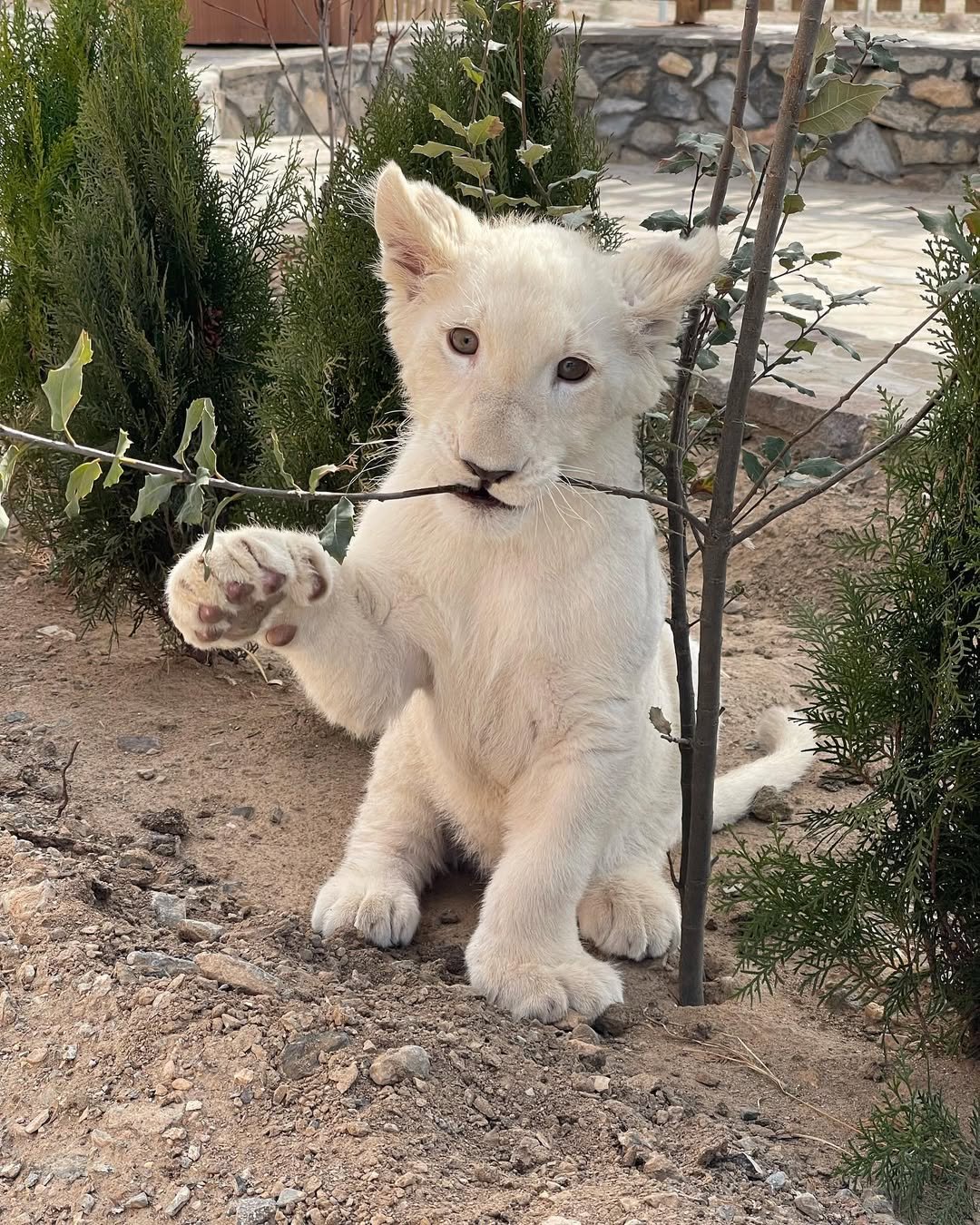 Moski - Male Lion Cub