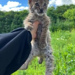 Eva - Female Lynx