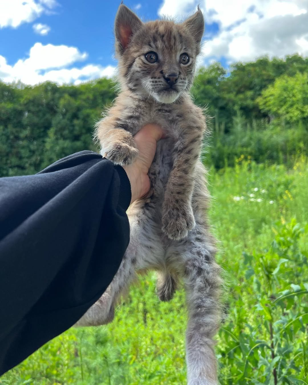 Eva - Female Lynx