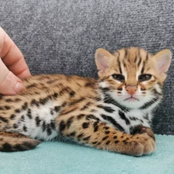 Bear - Female Ocelot kitten