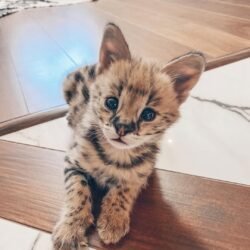 Angel - Female Serval