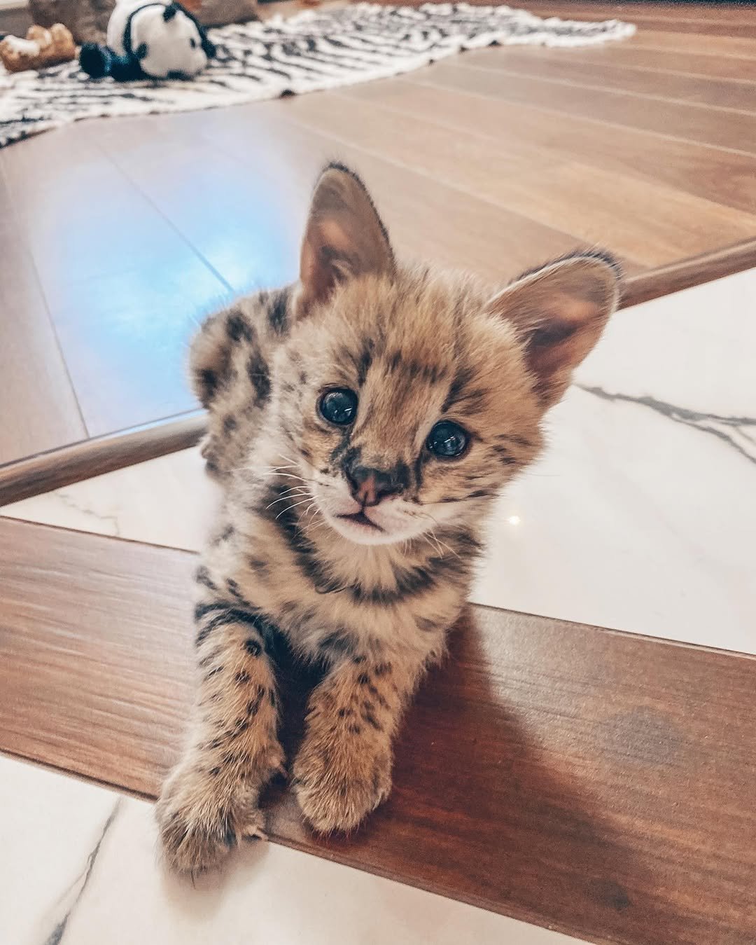 Angel - Female Serval
