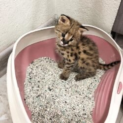 Zuma - Male Serval kitten
