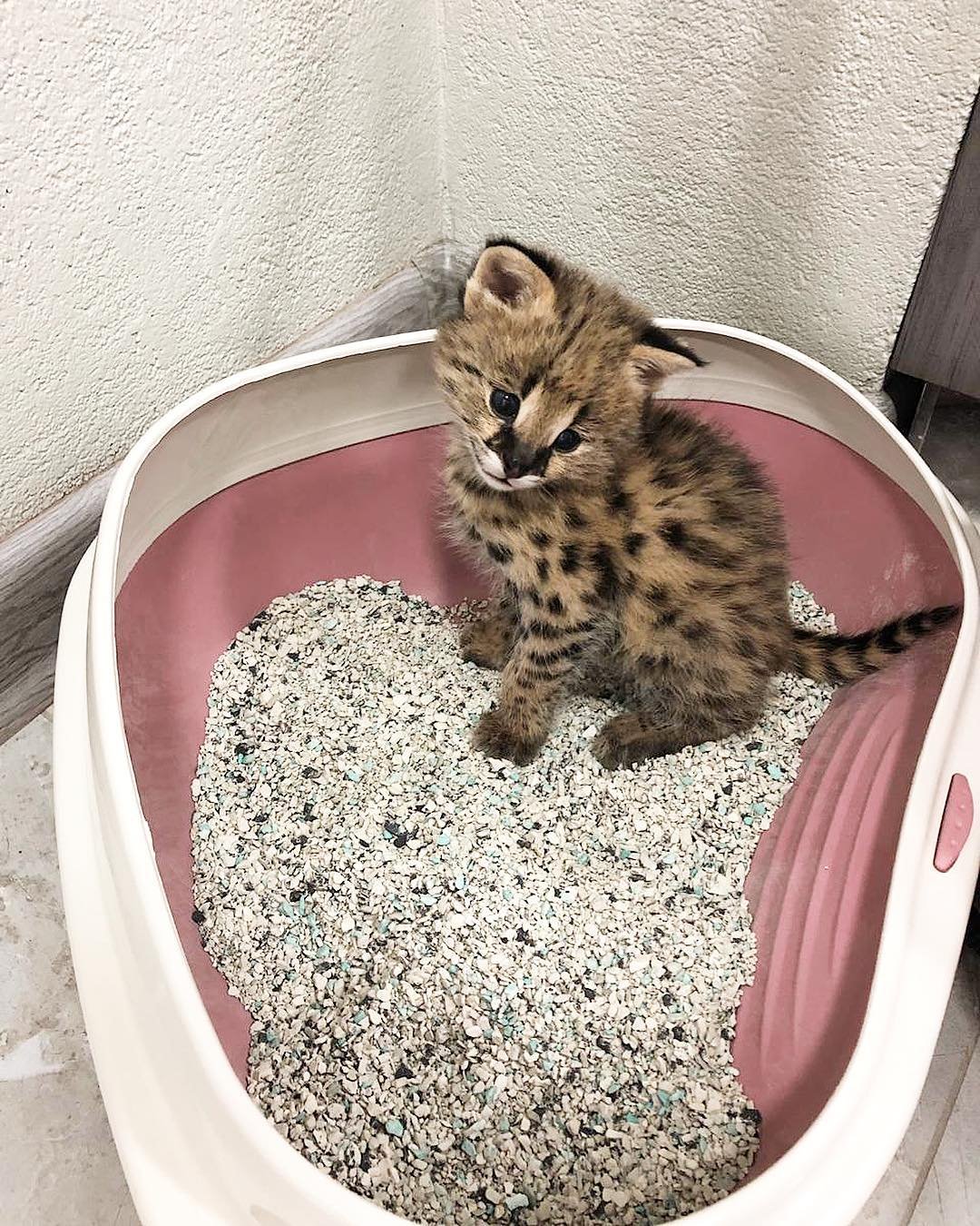 Zuma - Male Serval kitten