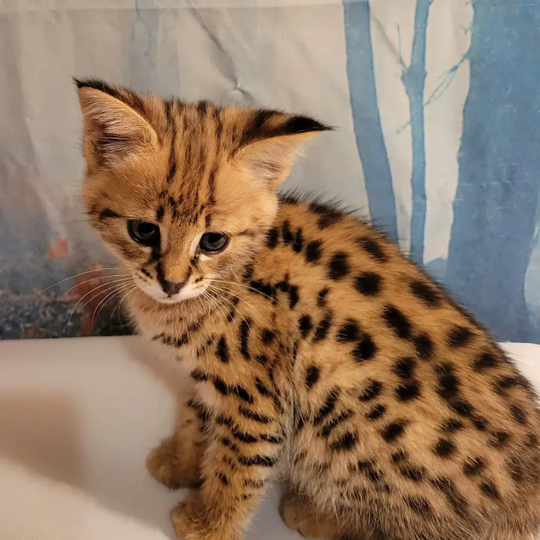 Pascal - F1 Savannah